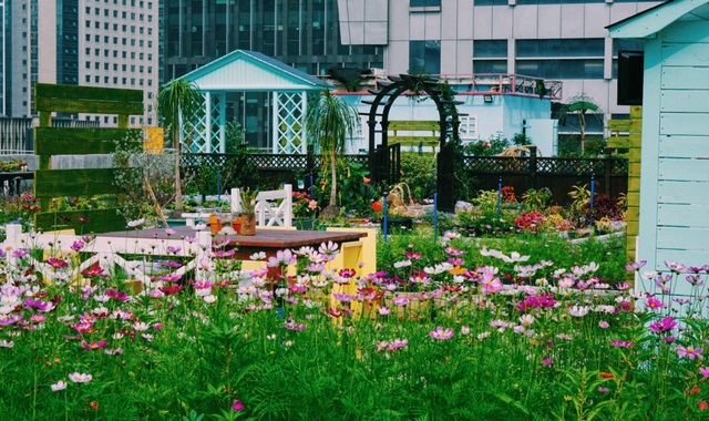 Rủ rê khắp mạng xã hội, anh chàng cùng nhóm bạn tạo vườn hoa giữa trời - 3 Rủ rê khắp mạng xã hội, anh chàng cùng nhóm bạn tạo vườn hoa giữa trời - 3