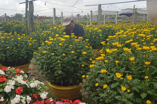 Làng hoa lớn nhất Quảng Trị rực rỡ đón Xuân - 9 Làng hoa lớn nhất Quảng Trị rực rỡ đón Xuân - 9