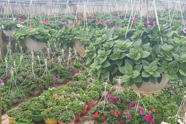 Làng hoa lớn nhất Quảng Trị rực rỡ đón Xuân - 10 Làng hoa lớn nhất Quảng Trị rực rỡ đón Xuân - 10