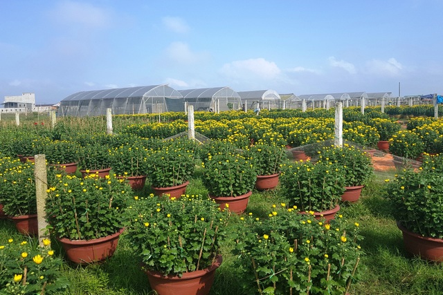 Làng hoa lớn nhất Quảng Trị rực rỡ đón Xuân - 2 Làng hoa lớn nhất Quảng Trị rực rỡ đón Xuân - 2