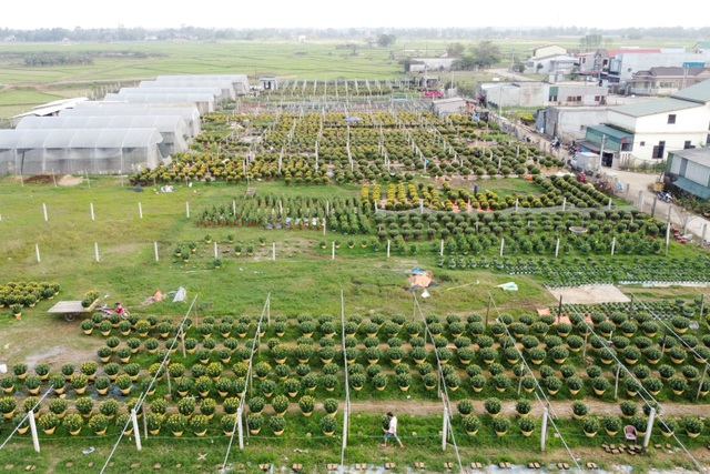 Làng hoa lớn nhất Quảng Trị rực rỡ đón Xuân - 4 Làng hoa lớn nhất Quảng Trị rực rỡ đón Xuân - 4