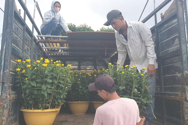 Làng hoa lớn nhất Quảng Trị rực rỡ đón Xuân - 8 Làng hoa lớn nhất Quảng Trị rực rỡ đón Xuân - 8