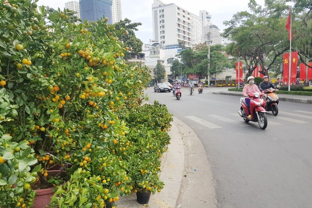 Nha Trang tourist street is filled with spring colors to welcome the New Year of the Ox - 1