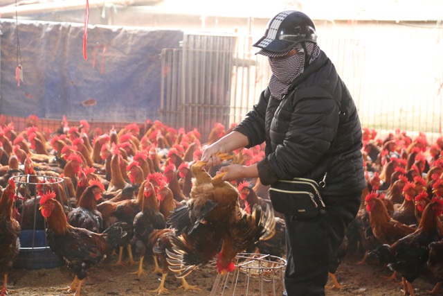 Near Tet, the person who sells the largest poultry market in the North in season - 2