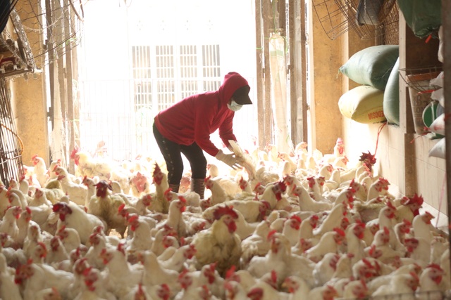 Near Tet, the salesman of the largest poultry market in the North season - 7