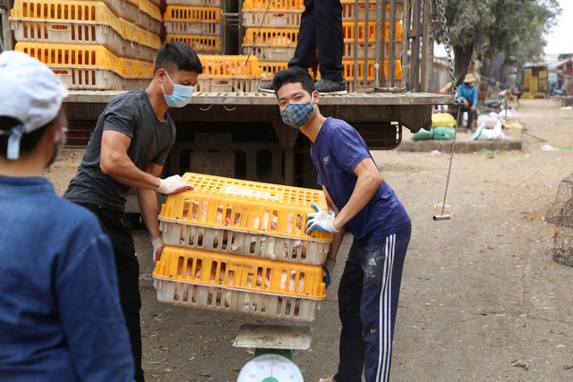 Near Tet, the salesman of the largest poultry market in the North in season - 1