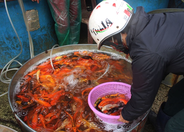 Cá chép tiễn ông Công ông Táo về trời cháy hàng, giá tăng phi mã - 11 Cá chép tiễn ông Công ông Táo về trời cháy hàng, giá tăng phi mã - 11