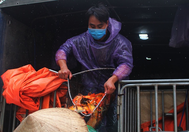 Cá chép tiễn ông Công ông Táo về trời cháy hàng, giá tăng phi mã - 4 Cá chép tiễn ông Công ông Táo về trời cháy hàng, giá tăng phi mã - 4