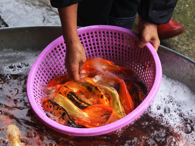 Cá chép tiễn ông Công ông Táo về trời cháy hàng, giá tăng phi mã - 7 Cá chép tiễn ông Công ông Táo về trời cháy hàng, giá tăng phi mã - 7