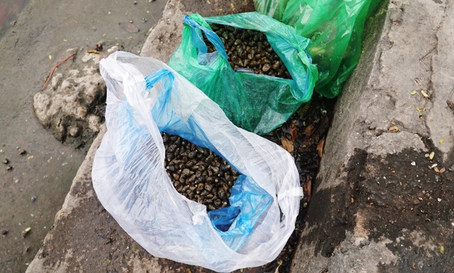 Chưa kịp chầu trời, cá vàng phóng sinh đã thảm hại dưới tay cần thủ - 8 Chưa kịp chầu trời, cá vàng phóng sinh đã thảm hại dưới tay cần thủ - 8