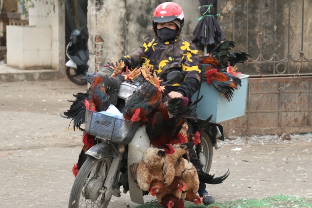 Near Tet, the person who sells the largest poultry market in the North season - 8