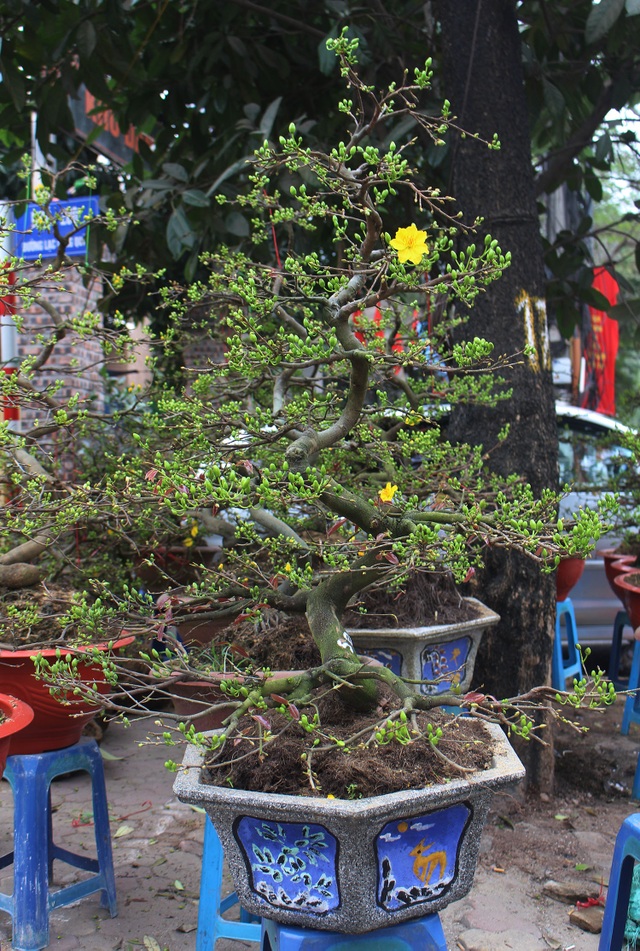 Dân buôn mai vàng nhấp nhổm, lo sốt vó khi dịch Covid-19 trở lại - 4 Dân buôn mai vàng nhấp nhổm, lo sốt vó khi dịch Covid-19 trở lại - 4