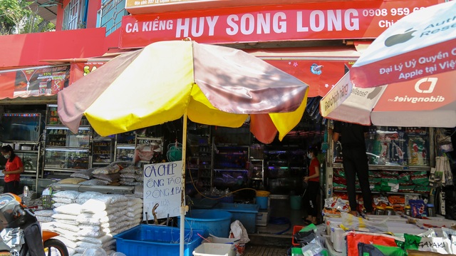 Tiểu thương bán cá chép ở TPHCM than trời vì dịch Covid-19 - 4 Tiểu thương bán cá chép ở TPHCM than trời vì dịch Covid-19 - 4