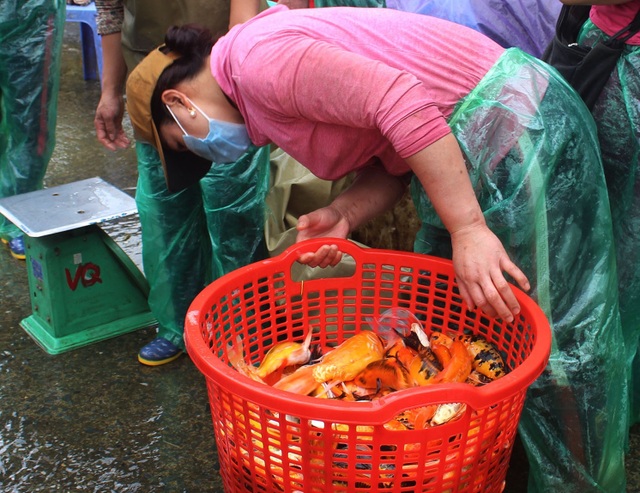 Cá chép tiễn ông Công ông Táo về trời cháy hàng, giá tăng phi mã - 13 Cá chép tiễn ông Công ông Táo về trời cháy hàng, giá tăng phi mã - 13