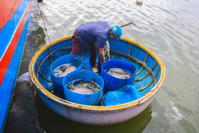 Quảng Ngãi: Nghề lặn biển tìm cá độc đắt hàng dịp Tết - 3 Quảng Ngãi: Nghề lặn biển tìm cá độc đắt hàng dịp Tết - 3