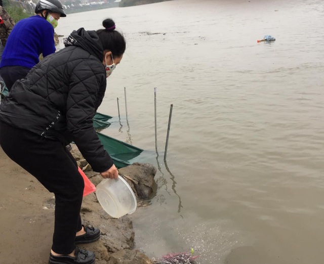 Người dân thả cá phóng sinh xuống thượng nguồn sông Hồng - 1 Người dân thả cá phóng sinh xuống thượng nguồn sông Hồng - 1