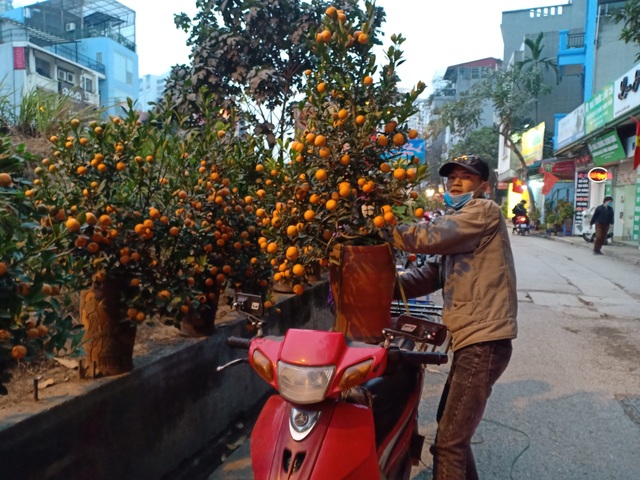 Hà Nội: Người chở đào, quất thuê mong kiếm thêm thu nhập dịp cận Tết - 2 Hà Nội: Người chở đào, quất thuê mong kiếm thêm thu nhập dịp cận Tết - 2