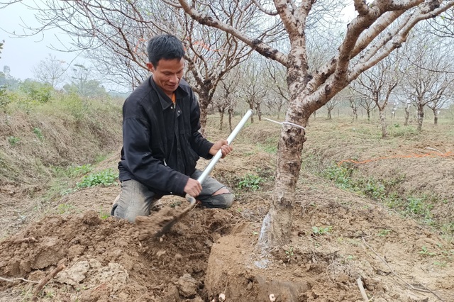 Vựa đào phai nổi tiếng xứ Thanh nhộn nhịp ngày cận Tết - 6 Vựa đào phai nổi tiếng xứ Thanh nhộn nhịp ngày cận Tết - 6