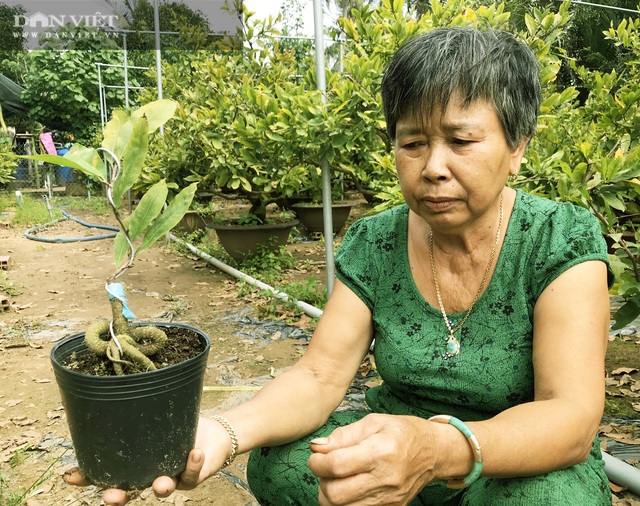 Sáng chế thế con rắn cuộn gốc mai vàng, bán đắt hàng, nhẹ nhàng đút túi 300 triệu đồng/năm - 2