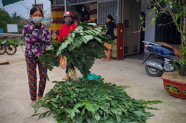 Hái lá cả năm không ai dùng về bán Tết kiếm tiền triệu - 8 Hái lá cả năm không ai dùng về bán Tết kiếm tiền triệu - 8