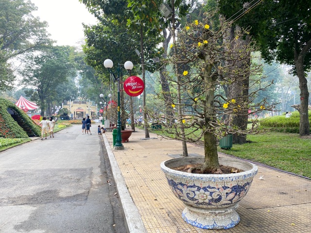 TP.HCM: Độc nhất vô nhị cây mai nở cùng lúc hai màu hoa trắng và vàng - 14 TP.HCM: Độc nhất vô nhị cây mai nở cùng lúc hai màu hoa trắng và vàng - 14