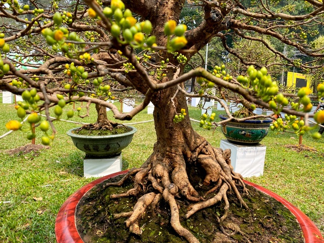 TP.HCM: Độc nhất vô nhị cây mai nở cùng lúc hai màu hoa trắng và vàng - 8 TP.HCM: Độc nhất vô nhị cây mai nở cùng lúc hai màu hoa trắng và vàng - 8