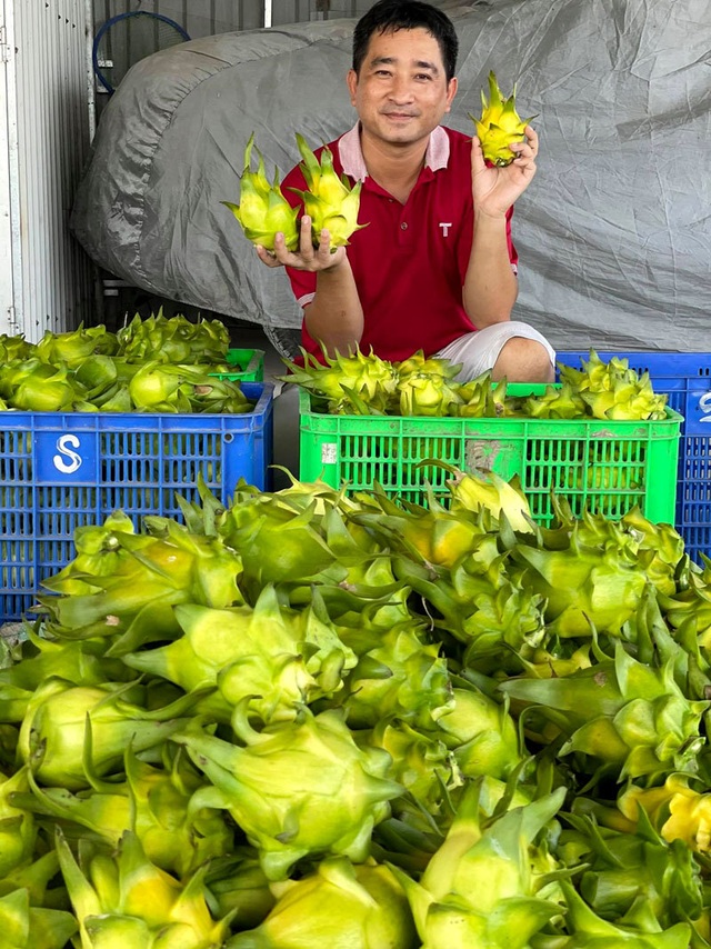 Ngồi 1 chỗ, ngày bán 2 tấn thanh long vàng: Hàng ngoại ế nặng, đồ Việt cháy sạp - 3 Ngồi 1 chỗ, ngày bán 2 tấn thanh long vàng: Hàng ngoại ế nặng, đồ Việt cháy sạp - 3