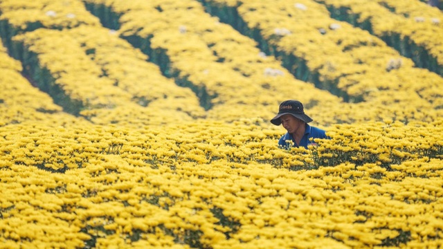 Overwhelmed with beautiful scenery in the largest flower garden in Dong Nai - 2