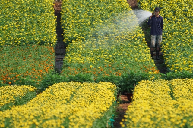 Overwhelmed by the beautiful scenery in the largest flower garden in Dong Nai - 3