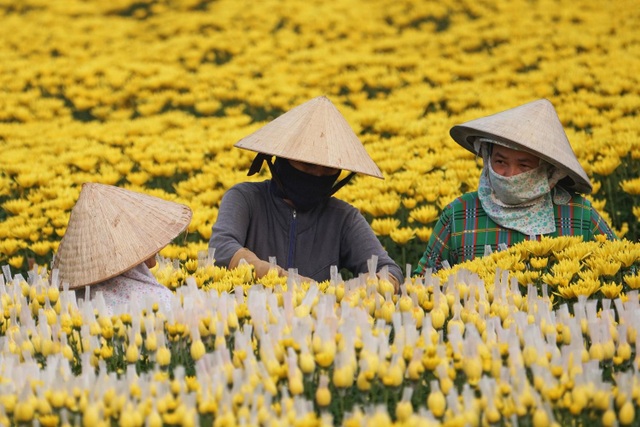 Overwhelmed by the beautiful scenery in the largest flower garden in Dong Nai - 11