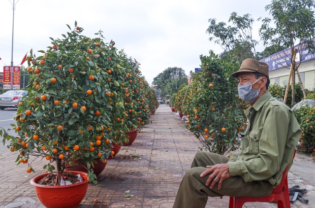 Quất, đào đổ gục trước Tết, dân buôn như ngồi trên đống lửa - 5 Quất, đào đổ gục trước Tết, dân buôn như ngồi trên đống lửa - 5