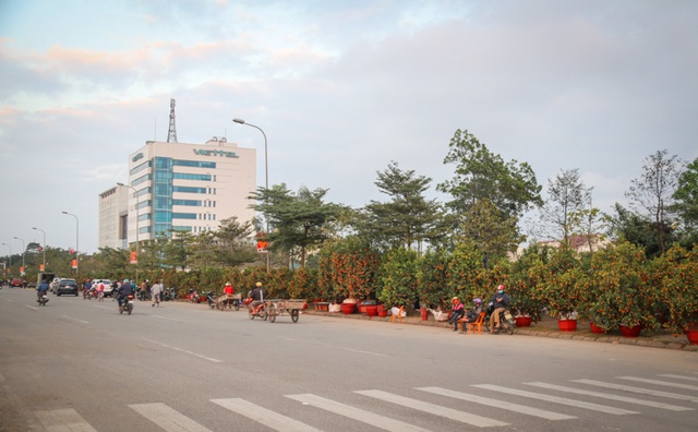 Quất, đào đổ gục trước Tết, dân buôn như ngồi trên đống lửa - 4 Quất, đào đổ gục trước Tết, dân buôn như ngồi trên đống lửa - 4