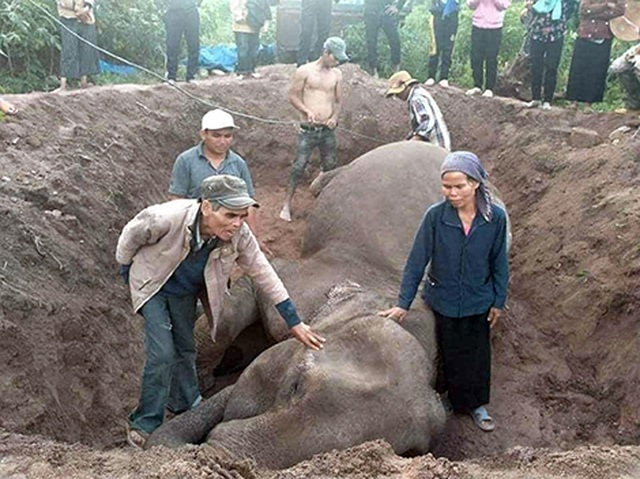 Con voi cuối cùng bên bờ suối Ia Tul - 4 Con voi cuối cùng bên bờ suối Ia Tul - 4