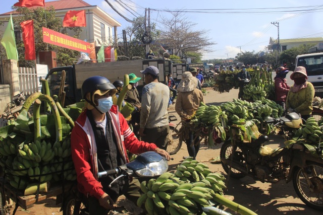 Vựa chuối lớn nhất Quảng Trị nhộn nhịp những ngày giáp Tết - 2 Vựa chuối lớn nhất Quảng Trị nhộn nhịp những ngày giáp Tết - 2