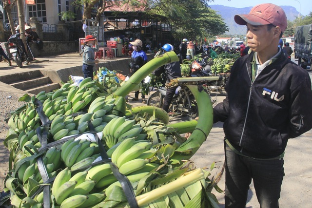 Vựa chuối lớn nhất Quảng Trị nhộn nhịp những ngày giáp Tết - 4 Vựa chuối lớn nhất Quảng Trị nhộn nhịp những ngày giáp Tết - 4