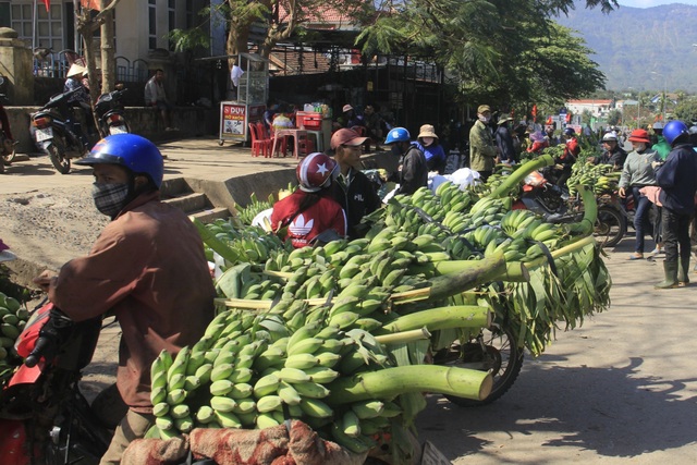Vựa chuối lớn nhất Quảng Trị nhộn nhịp những ngày giáp Tết - 7 Vựa chuối lớn nhất Quảng Trị nhộn nhịp những ngày giáp Tết - 7