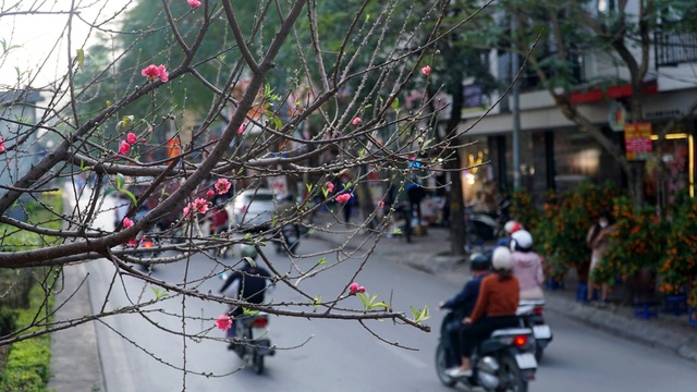 Con đường trồng hoa đào duy nhất ở Hà Nội đã rực sắc xuân - 4