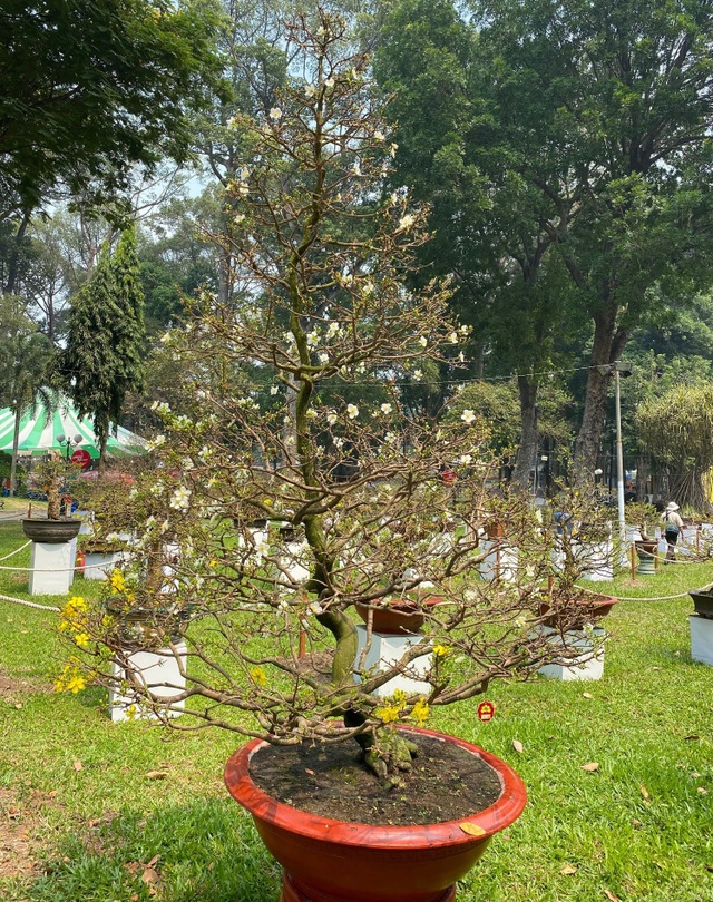 TP.HCM: Độc nhất vô nhị cây mai nở cùng lúc hai màu hoa trắng và vàng - 2 TP.HCM: Độc nhất vô nhị cây mai nở cùng lúc hai màu hoa trắng và vàng - 2