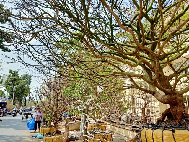 Cành nhánh xum xuê, to khỏe
