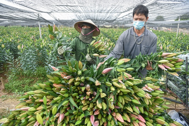 The price of flowers is record low, Tay Tuu flower grower sitting on the fire - 1