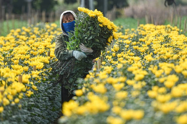 Flower prices were record low, Tay Tuu flower grower sat on a fire - 2