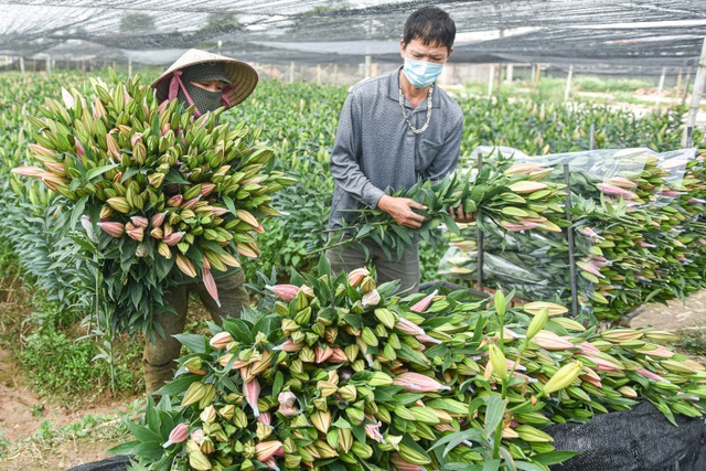 Flower prices were record low, Tay Tuu flower grower sat on a fire - 4