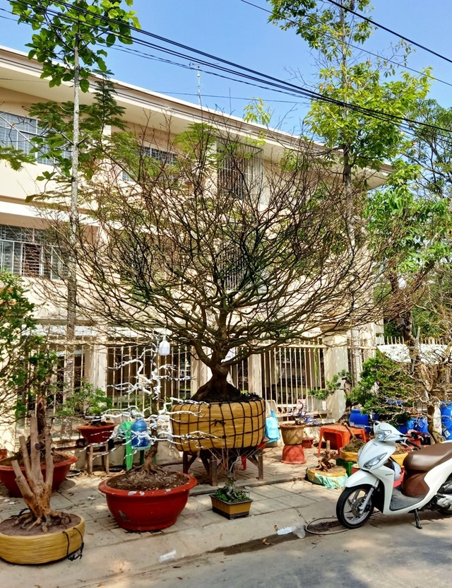 Anh Đức cũng thuê 4 người tuốt lá mai