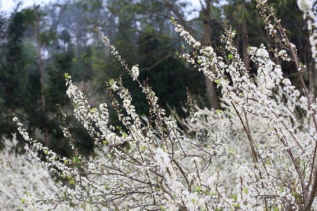 Lost in the fairytale white plum blossom paradise in Bac Ha - 3