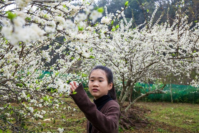 Lạc vào thiên đường hoa mận trắng đẹp như cổ tích ở Bắc Hà - 6