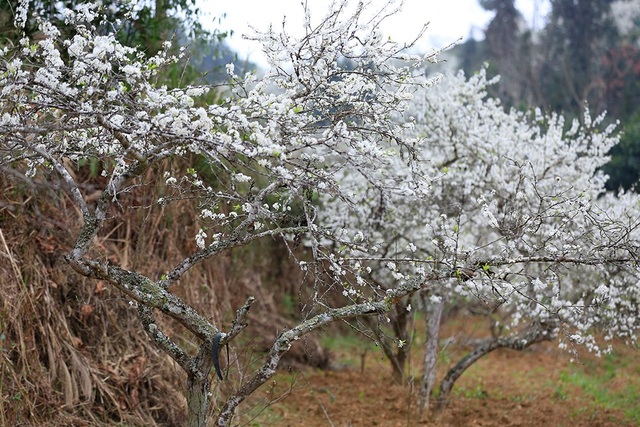 Lost in the fairytale white plum blossom paradise in Bac Ha - 2