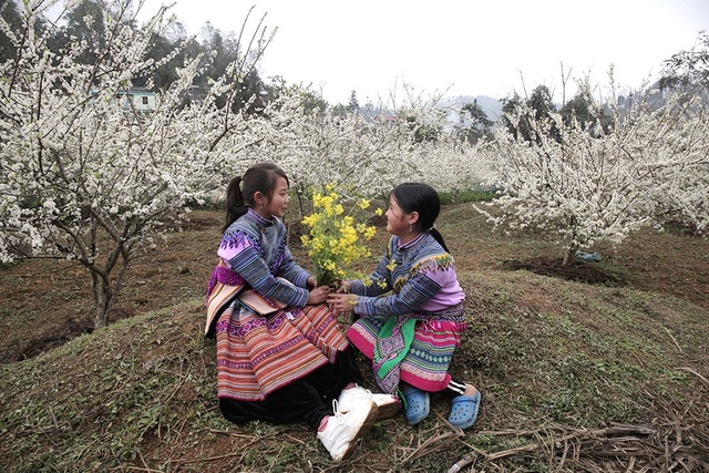 Lost in the fairytale white plum blossom paradise in Bac Ha - 7