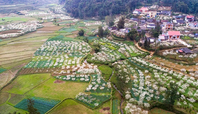 Lost in the fairytale white plum blossom paradise in Bac Ha - 8