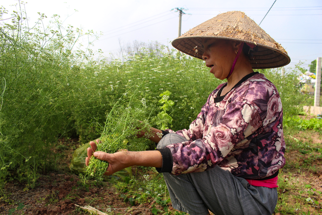 Ngôi làng Hà Nội trồng loại cây giải xui, chỉ thu hoạch 5 ngày cận Tết - 3
