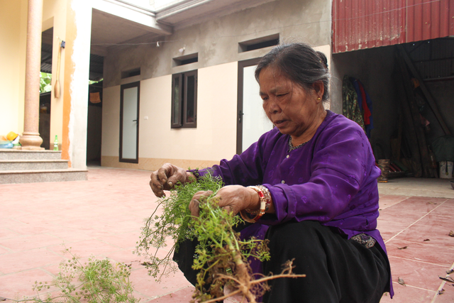 Ngôi làng Hà Nội trồng loại cây giải xui, chỉ thu hoạch 5 ngày cận Tết - 4